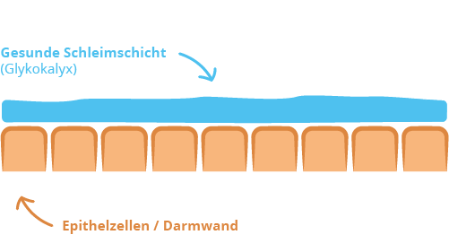 Schematische Darstellung einer gesunden Darmschleimhaut 