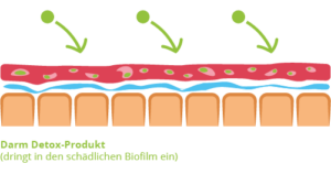 Die Inhaltsstoffe der Darm Detox Kur dringen in den Biofilm ein und quellen auf.