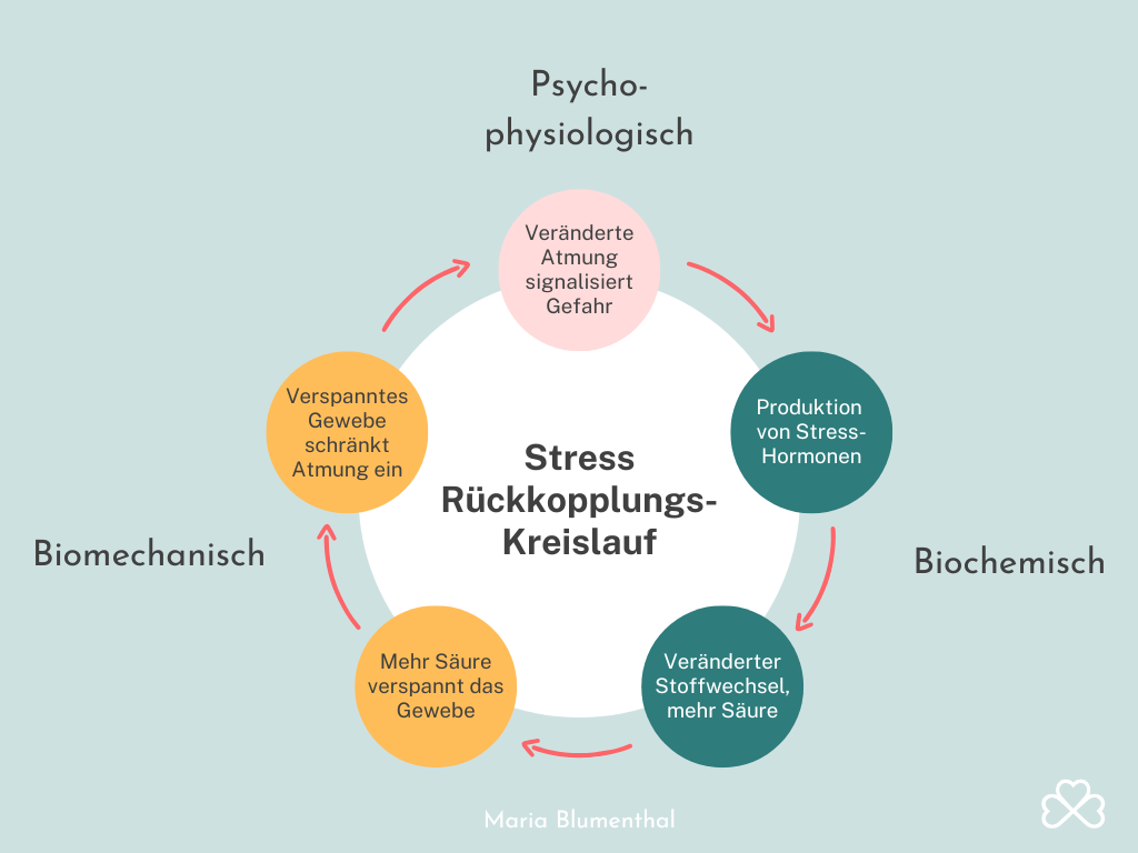 Chronischer Stress Symptome im Rückkopplungskreislauf zwischen Atmung, Nervensystem und Übersäuerung